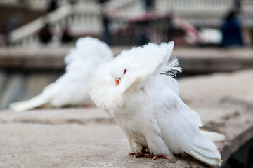 Photo of two pigeons. Decorative fluffy pigeons are sitting close together. The wind develops pigeon plumage.