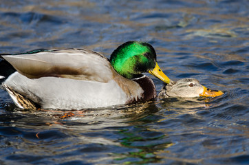 Pair of Mallard Ducks Mating on the Water