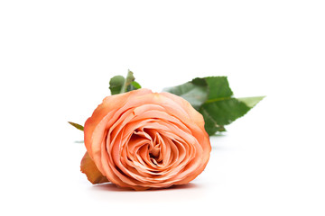 pink rose isolated on white