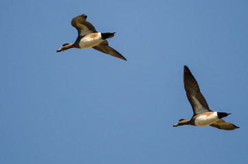 Obraz premium Two American Wigeons Flying in a Blue Sky