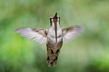 Black-Chinned Hummingbird Hovering in Flight Deep in the Forest