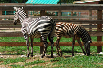 Fototapeta na wymiar zebra on green grass