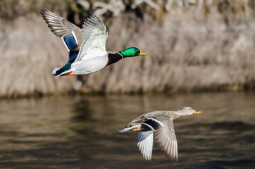 Pair of Mallard Ducks Flying Over the Flowing River