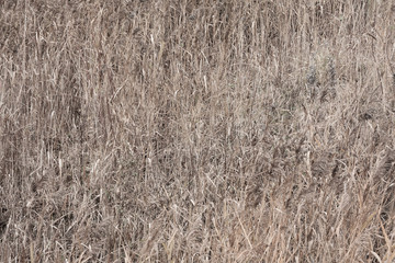 Long dry yellow grass as background at autumn.