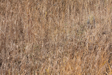 Long dry yellow grass as background at autumn.