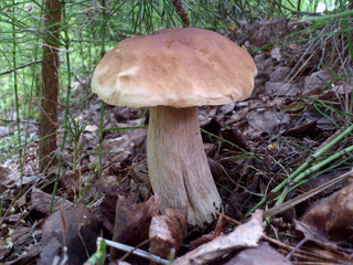 Beautiful delicious boletus mushroom close-up in the forest