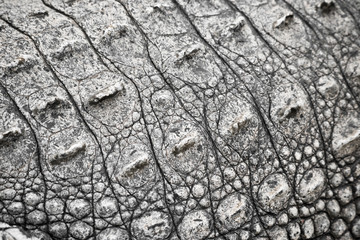 crocodile texture