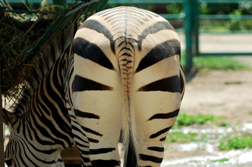 zebra