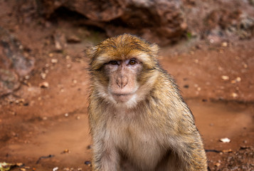 Barbary Macaque Monkey sitting on ground in the great Atlas mountain forests with green leaves on the background of Ouzoud waterfalls, Morocco, Africa