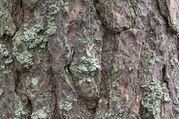 Closeup view of pine tree trunk texture in Finland forest at summer. Suitable for an abstract background.