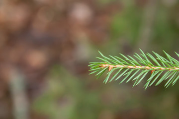 Spruce branch in forest in Finland at autumn, macro.