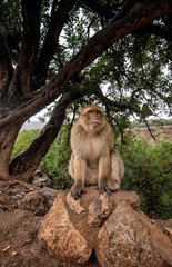 Barbary Macaque Monkey sitting on ground in the great Atlas mountain forests with green leaves on the background of Ouzoud waterfalls, Morocco, Africa
