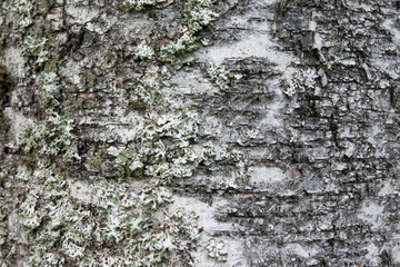 Closeup view of birch tree silver bark texture in Finland forest at summer. Suitable for an abstract background.