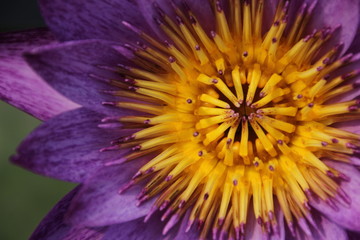 Lotus flowers in the park's pond. 