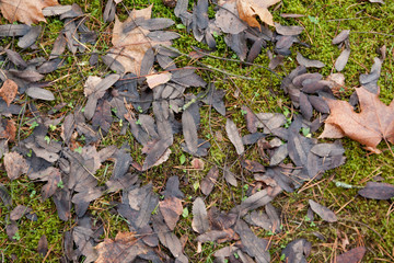 Dry leaves on grass. Gray leafs cover surface of ground is beauty pattern background in garden forest. Autumn in Finland.