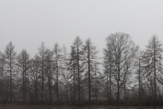 Silhouettes of trees in fog at autumn, Finland.