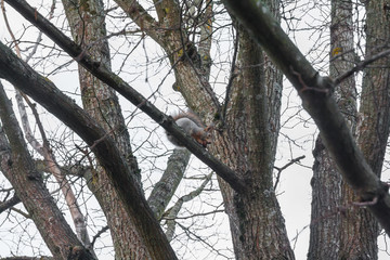 Squirrel sitting on a tree with acorn in mouth in the autumn forest against the sky, autumn in Finland.