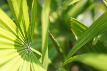 Natural Green leaf  pattern background.