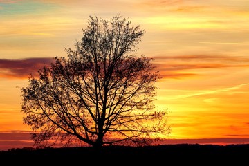 Plakat Silhouette eines Baumes in der Abenddämmerung