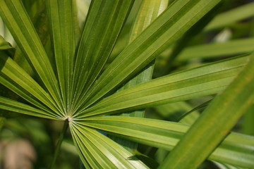 Fototapeta na wymiar Natural Green leaf pattern background.