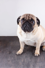 Dog pug close-up with sad brown eyes. Portrait on white background