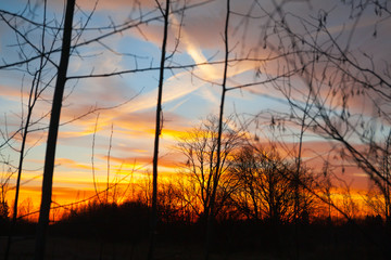 Naklejka premium Silhouettes of a leafless tree branches on colorful sunset and cloudy blue sky with plane trail as a backgrond. Autumn in Finland.