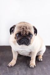 Fototapeta premium Dog pug close-up with sad brown eyes. Portrait on white background