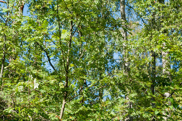 Fototapeta na wymiar Rowan green leaf and branches background at summer forest in Finland. Natural texture.