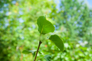 Fototapeta na wymiar Summer green lilac bush. Leaves background, nature texture.