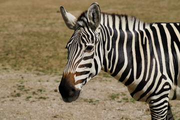Fototapeta na wymiar Portrait of African striped coat zebra