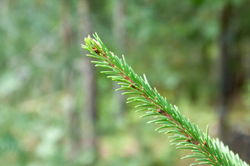 Spruce branch in forest in Finland at autumn, macro.