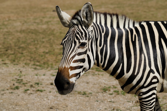 Portrait of African striped coat zebra