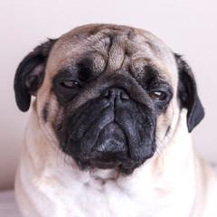 Obraz premium Dog pug close-up with sad brown eyes. Portrait on white background