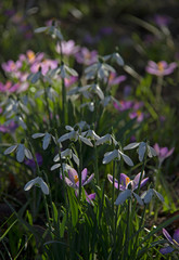 snowdrops and crocuses in dappled sunlight