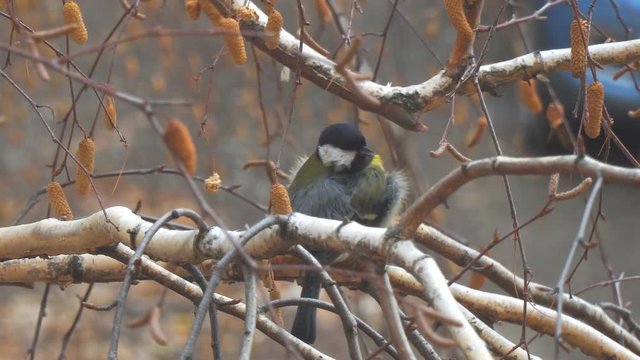 Titmouse sitting on a birch tree preening and cleaning its feathers