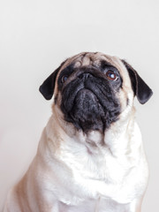 Dog pug close-up with sad brown eyes looking up. Portrait on white background