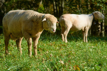 Naklejka na ściany i meble An old sheep stands on the grass in the morning.