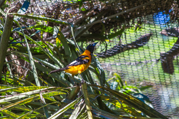 Passaro amarelo e preto