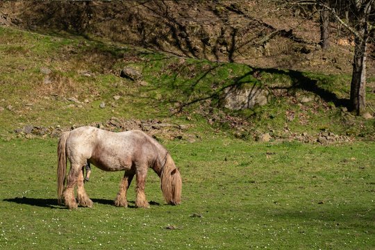 Semental percher&oacute;n