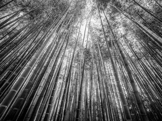 Bamboo Forest in Japan - a wonderful place for recreation