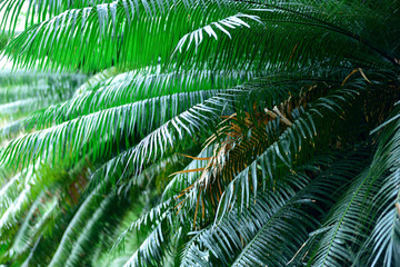 Cycas rumphii, commonly known as queen sago or the queen sago palm in Colombia, South America.