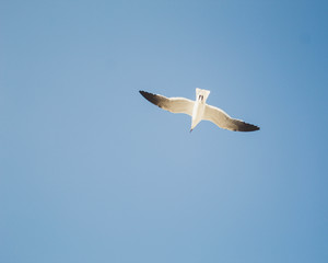 seagull in flight