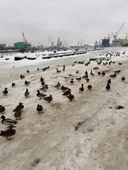 Fototapeta premium Ducks in winter in the port.
