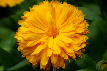 Calendula nagietek