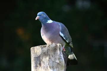 ringeltaube