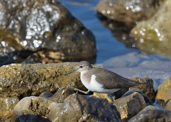 Common Sandpiper (Actitis hypoleucos) Crete, Greece 