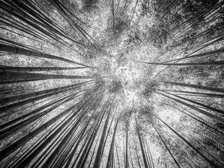 Tall Bamboo trees in an Japanese Forest