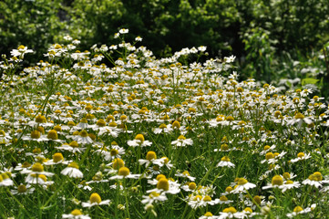  field of blooming camomile (Matricaria chamomilla) - homeopathic flowers