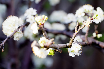 plum flowers in spring, cherry blossoms