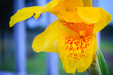 Close up yellow canna lily flower with green leaves background.